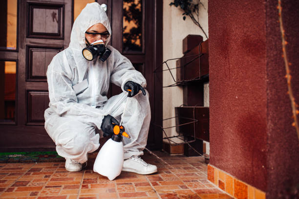 Attic and Crawl Space Rodent Treatment in San Jacinto