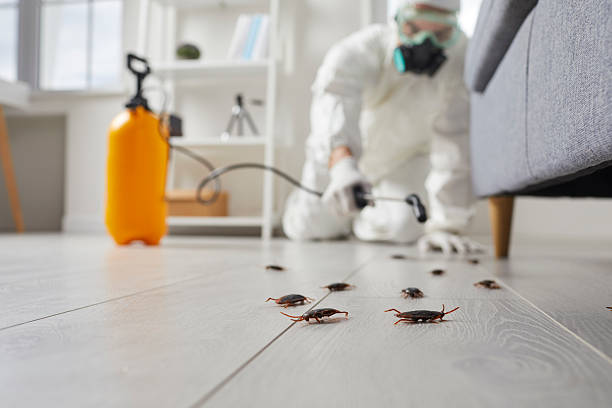 Commercial Rodent Management in San Jacinto